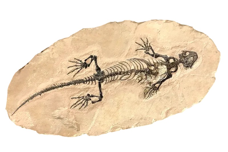 Faszinierende Fossilien in der Fossilienwelt Kärnten